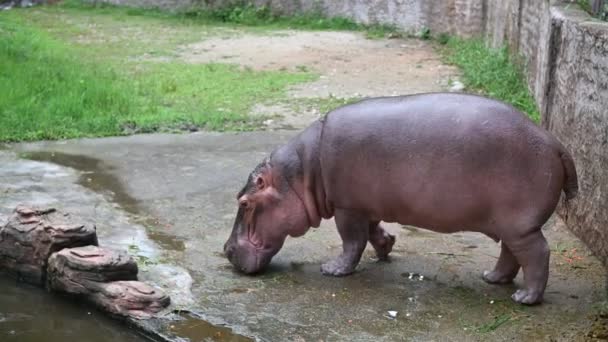 Piccolo Ippopotamo Carino Sono Creature Molto Dolci Gentili — Video Stock