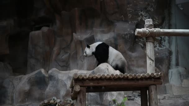 可爱的熊猫 放松的时候到了 — 图库视频影像