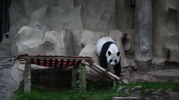 Een Schattige Panda Tijd Ontspannen — Stockvideo