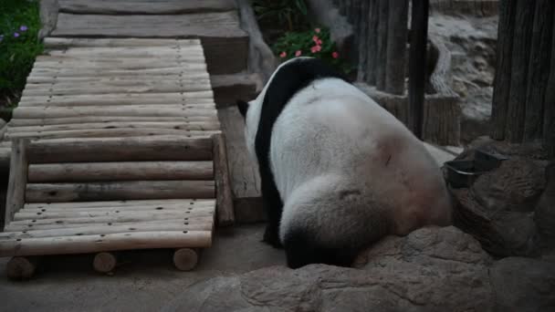 Şirin Bir Panda Dinlenme Zamanı — Stok video