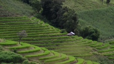 Chiangmai 'deki Ban pa pong piang pirinç terasları Tayland' daki en güzel pirinç teraslarıdır.