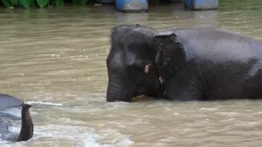 Nehirde yüzen fil, dinlenme zamanı.