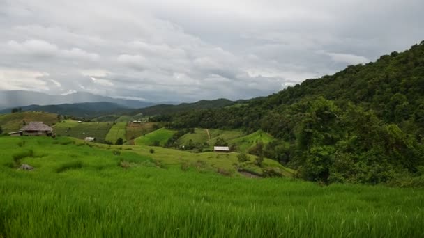 Ban Pong Piang Rice Terraces Chiangmai Most Beautiful Rice Terraces — Stock Video