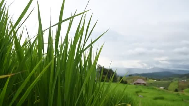 Ban Pong Piang Rice Terraces Chiangmai Most Beautiful Rice Terraces — Stock Video