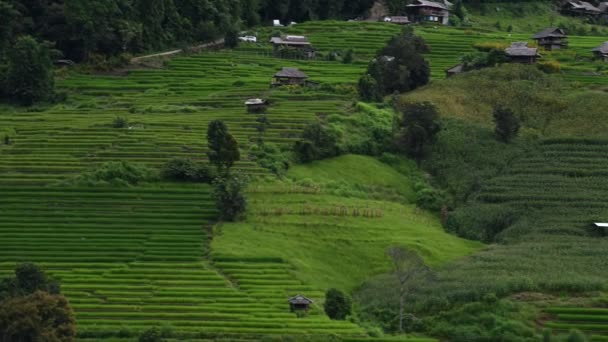 Ban Pong Piang Rice Terraces Chiangmai Most Beautiful Rice Terraces — Stock Video