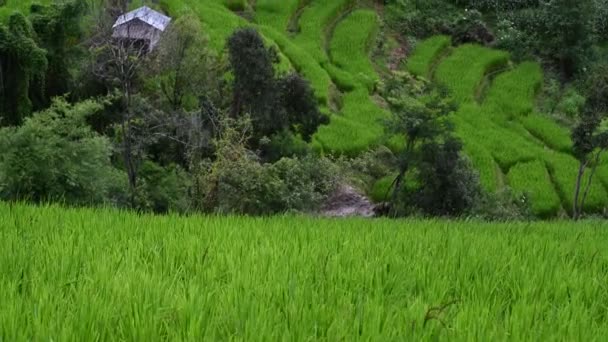 Ban Pong Piang Terrazze Riso Chiangmai Questa Più Bella Terrazze — Video Stock