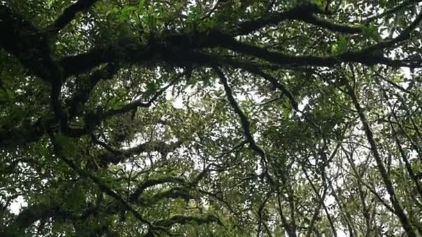 Une Vue Sur Forêt Tropicale Luxuriante — Video