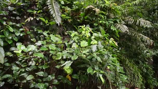 Uma Vista Exuberante Floresta Tropical — Vídeo de Stock