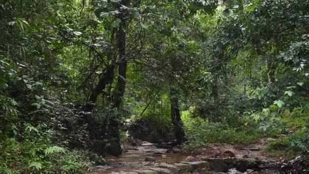 Вид Пишний Тропічний Ліс — стокове відео