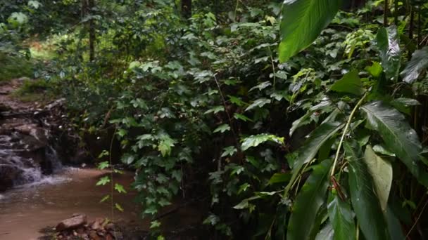 Вид Пишний Тропічний Ліс — стокове відео