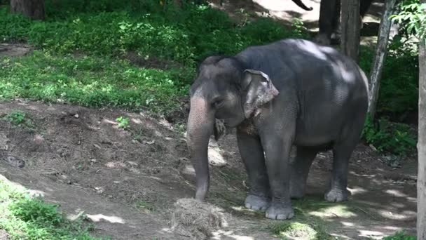 亚洲象在森林里吃东西 — 图库视频影像