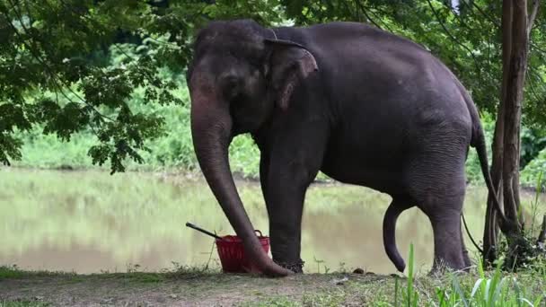 アジアゾウは森の中で食物を食べる — ストック動画