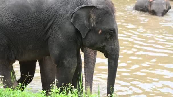 川で象の水泳 新鮮なためのリラックスした時間 — ストック動画