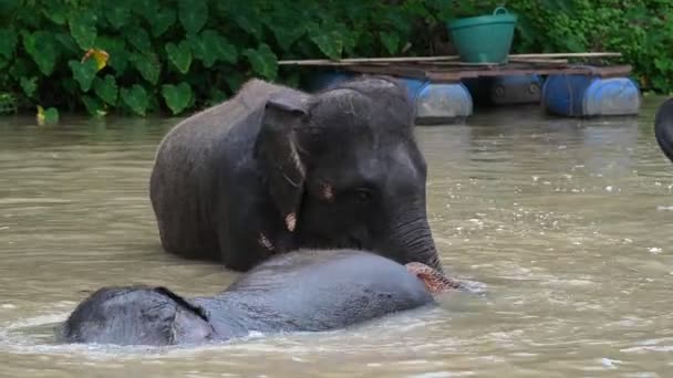 Elephant Swimming River Relax Time Fresh — Stock Video