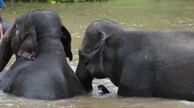 Nehirde yüzen fil, dinlenme zamanı.