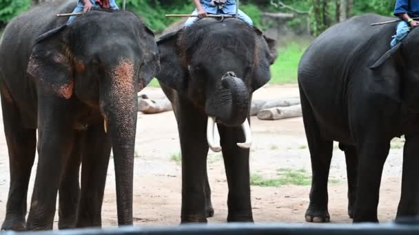Visa Upp Talangerna Hos Bedårande Asiatiska Elefanter — Stockvideo