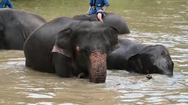 Pływanie Słoniem Nad Rzeką Czas Relaks Dla Świeżych — Wideo stockowe