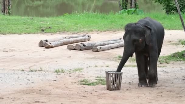 Arătați Talentele Elefanților Asiatici Adorabili — Videoclip de stoc