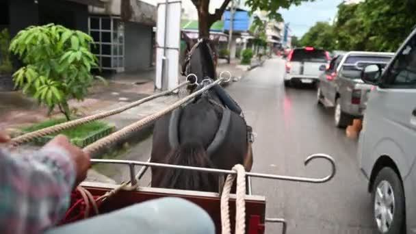 Ιππασία Μια Άμαξα Άλογα Για Κοιτάξουμε Γύρω Από Την Πόλη — Αρχείο Βίντεο