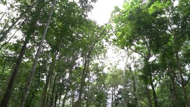 Utsikt Över Den Lummiga Regnskogen — Stockvideo