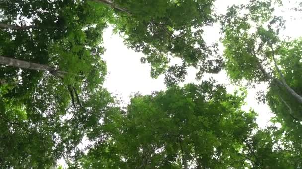 緑豊かな熱帯雨林の眺め — ストック動画