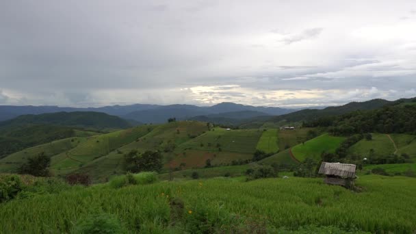 Ban Pong Piang Arroz Terraços Chiangmai Este Mais Belo Terraços — Vídeo de Stock