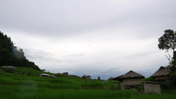 Ban Pong Piang Terrazas Arroz Chiangmai Esta Terrazas Arroz Más — Vídeos de Stock