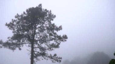 Sisli yağmur mevsiminde, en bulutlu dağ manzarası