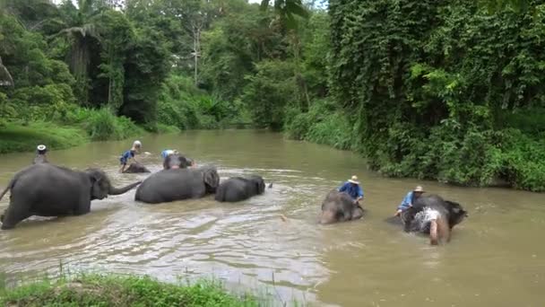 Lampang Tailandia Septiembre 2020 Espectáculo Baño Elefantes Asiáticos — Vídeos de Stock