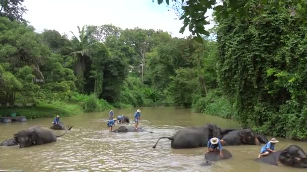 Lampang Thajsko Září 2020 Asijská Výstava Slonů — Stock video