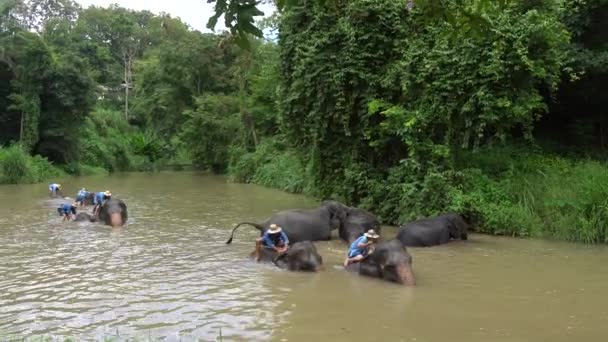 Lampang Tajlandia Września 2020 Pokaz Kąpielowy Słoni Azjatyckich — Wideo stockowe