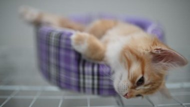 Sevgi konsepti, uyuyan sevimli kedi yavrusu.