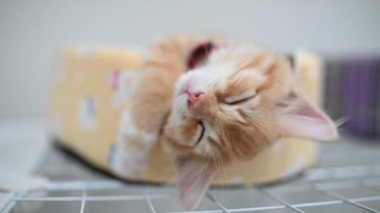 Sevgi konsepti, uyuyan sevimli kedi yavrusu.