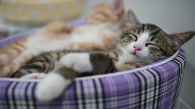 Sevgi konsepti, uyuyan sevimli kedi yavruları.