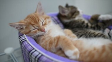 Sevgi konsepti, uyuyan sevimli kedi yavruları.