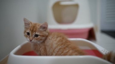 Kedi çöp kutusuna sıçıyor..