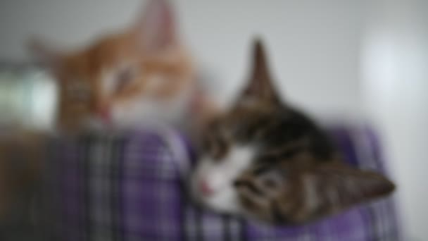 Концепция Любви Домашним Животным Симпатичные Котята Спят — стоковое видео
