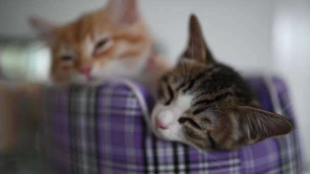Huisdier Liefde Concept Leuke Kittens Slapen — Stockvideo