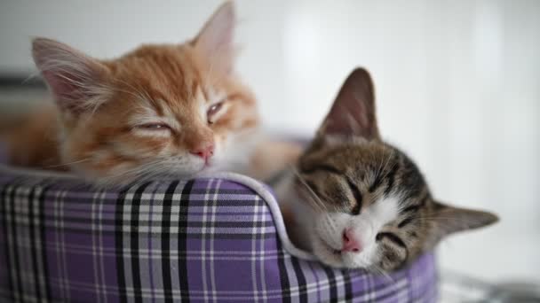 Pet Έννοια Της Αγάπης Χαριτωμένο Γατάκια Ύπνο — Αρχείο Βίντεο