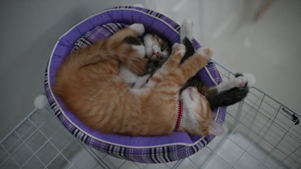 Concepto Amor Mascotas Gatitos Lindos Durmiendo — Vídeos de Stock