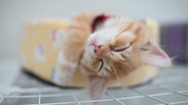 宠物爱的概念 可爱的小猫睡觉 — 图库视频影像