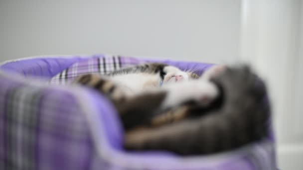 Cute Kitten Sleeping Pet Love Concept — Stock Video