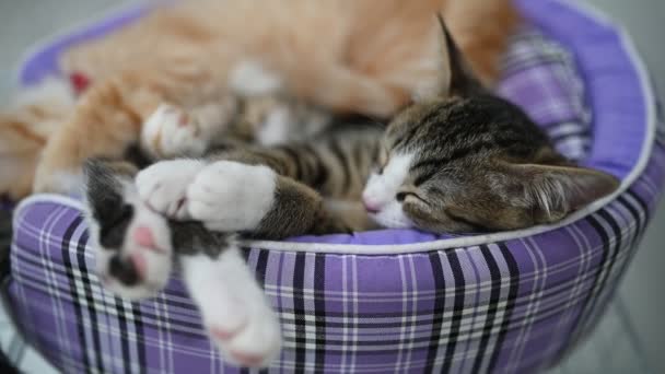 Cute Kitten Sleeping Pet Love Concept — Stock videók