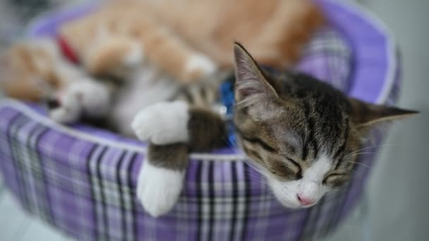 Haustierliebe Konzept Niedliche Kätzchen Schlafen — Stockvideo