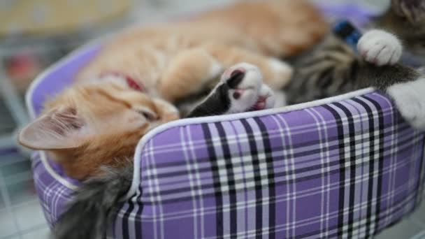Haustierliebe Konzept Niedliche Kätzchen Schlafen — Stockvideo