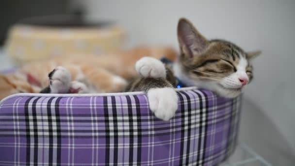 Konsep Pet Love Kucing Lucu Tidur — Stok Video