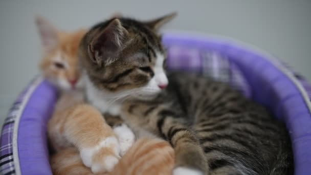 Sevgi Konsepti Uyuyan Sevimli Kedi Yavruları — Stok video