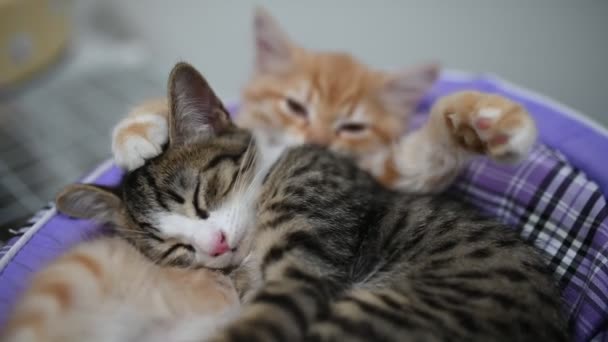 Pet Love Concept Cute Kittens Sleeping — Stock Video