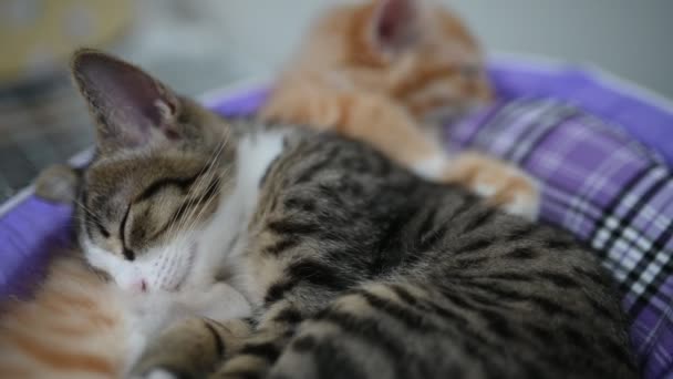 Концепция Любви Домашним Животным Симпатичные Котята Спят — стоковое видео