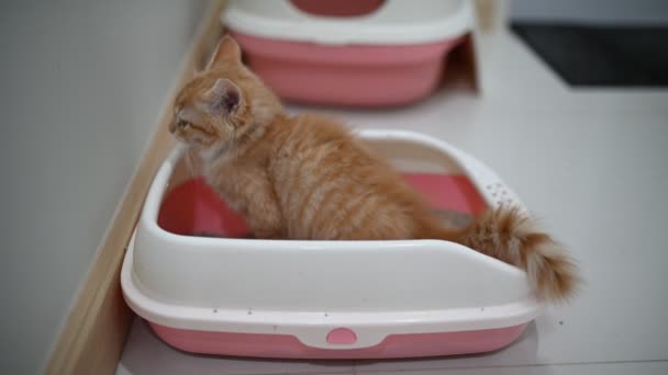 Cat Pooping Litter Box — Stock Video